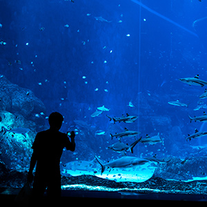 Marine Life Park: S.E.A. Aquarium – review blog_SEAA