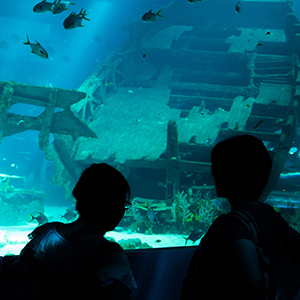 Marine Life Park: S.E.A. Aquarium – sneak peek blog_SEAA_Sneak1