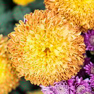 blog_GB_Spring