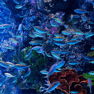 Marine Life Park: S.E.A. Aquarium – photo update 01