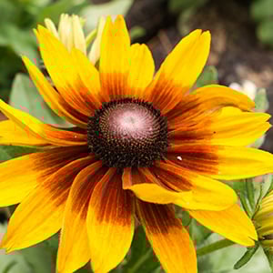 blog_SentosaFlowers2013