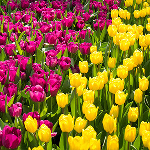Tulipmania at Gardens by the Bay