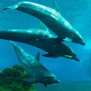Marine Life Park: S.E.A. Aquarium – photo update 02