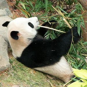 River Safari: Giant Panda Forest