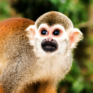 River Safari: Wild Amazonia and Squirrel Monkey Forest