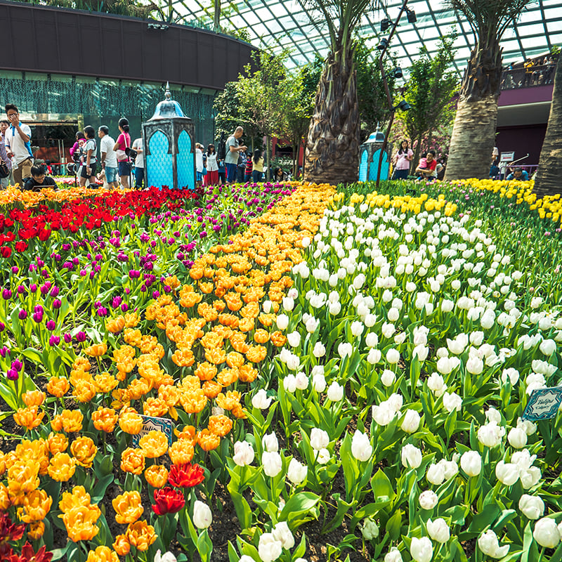 Gardens by the Bay – Tulipmania Rediscovered