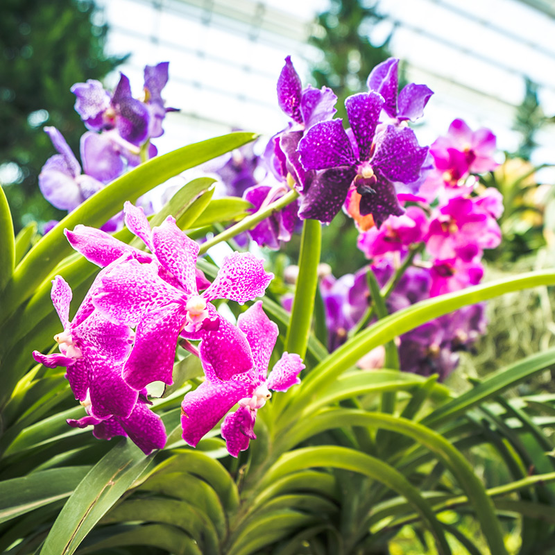 Gardens by the Bay – Orchid Extravaganza 2016