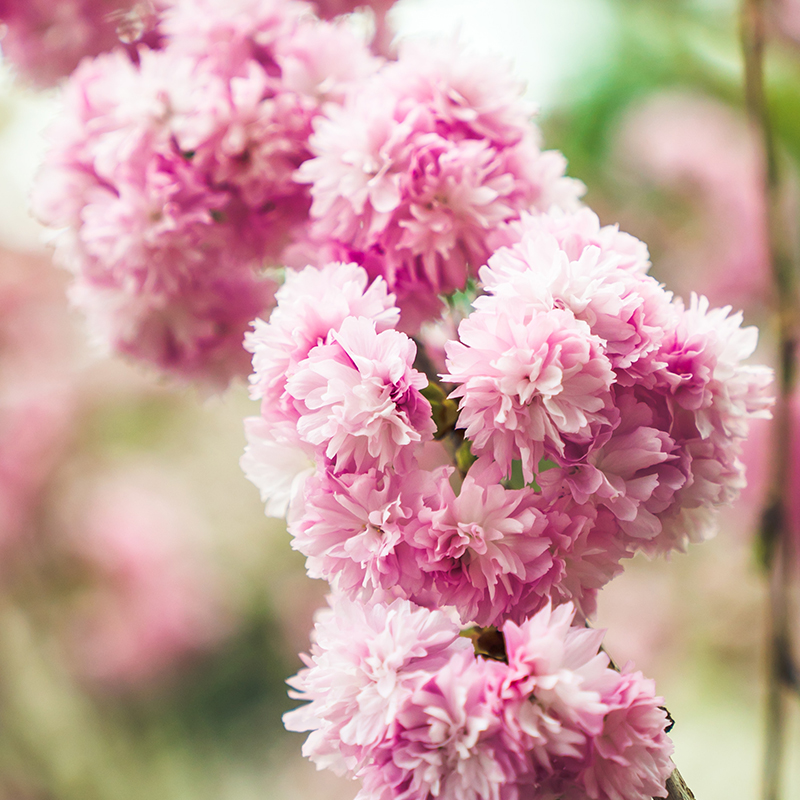 Gardens by the Bay – Blossom Bliss