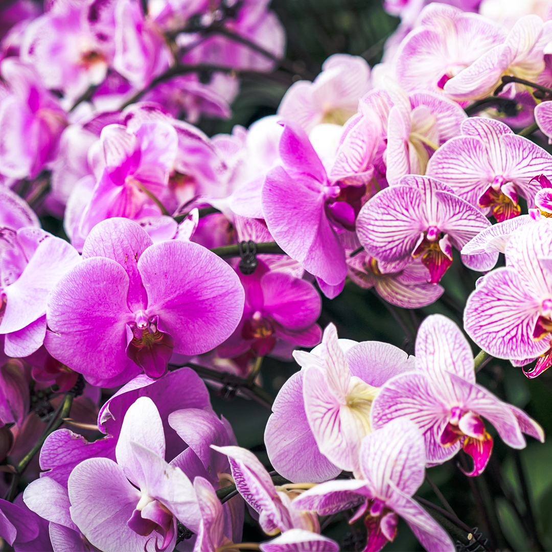 Gardens by the Bay – Orchid Extravaganza 2017