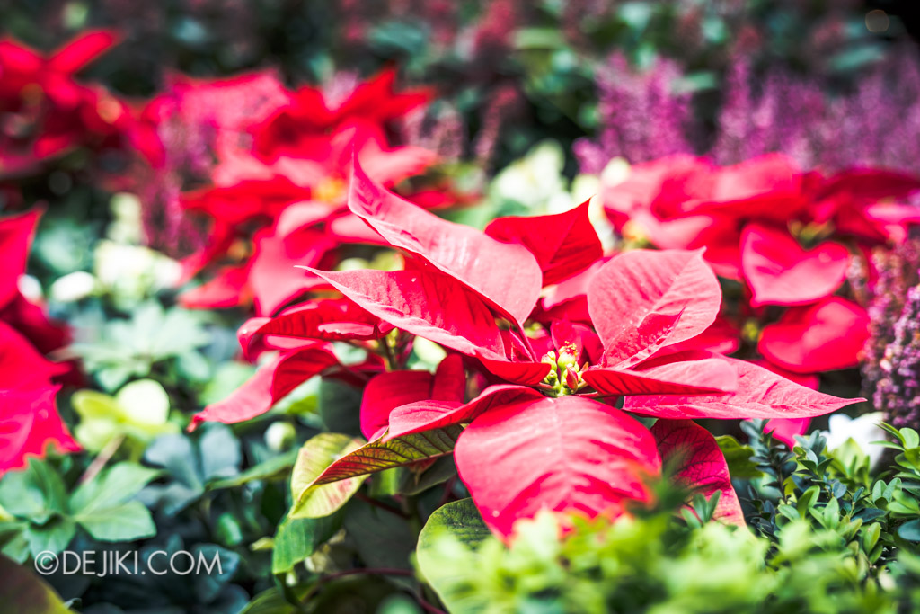 Gardens by the Bay Singapore Christmas 2018 - Poinsettia Wishes featuring Disney Tsum Tsum - Flower field 1