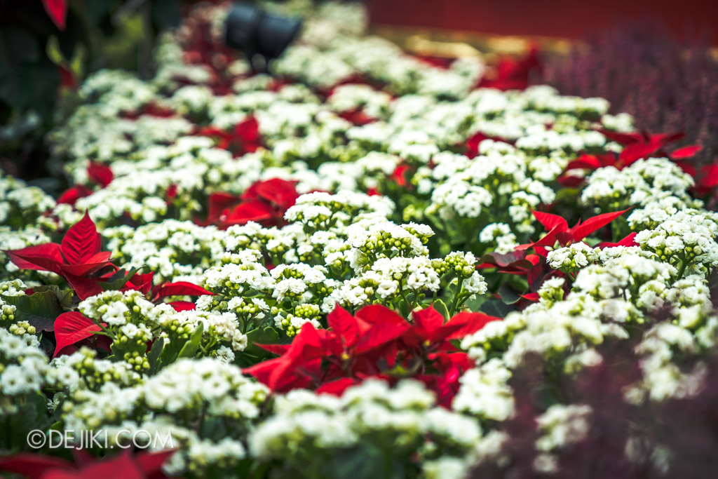 Gardens by the Bay Singapore Christmas 2018 - Poinsettia Wishes featuring Disney Tsum Tsum - Flower field 2