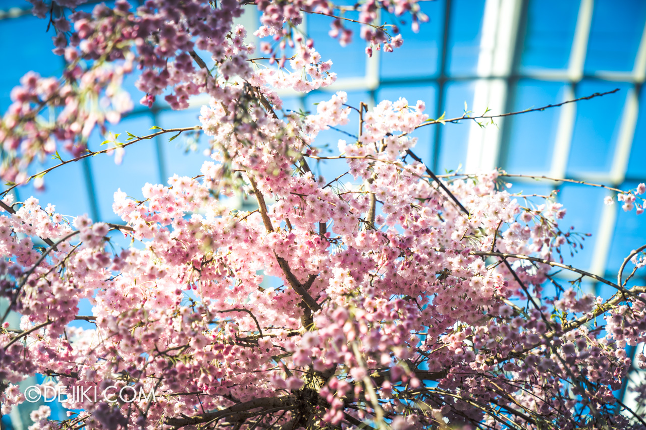 Gardens by the Bay Singapore Sakura Matsuri 2019 - Blue Sky