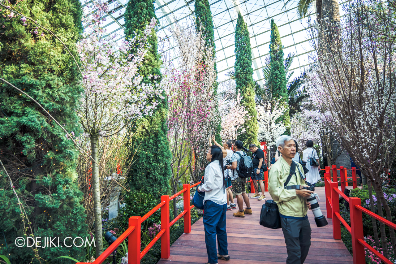 Gardens by the Bay Singapore Sakura Matsuri 2019 - Bridge flower field