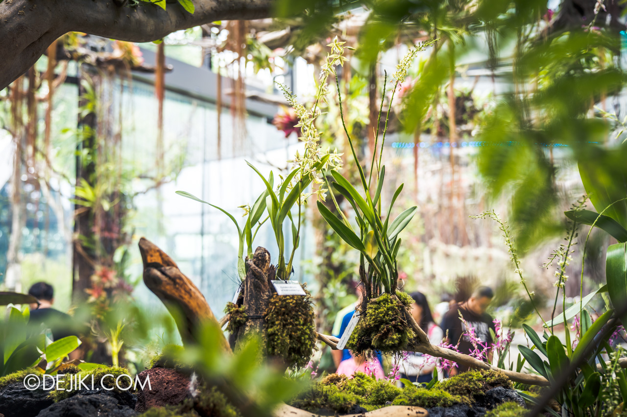Gardens by the Bay Singapore Floral Fantasy Drift landscape closeup orchids