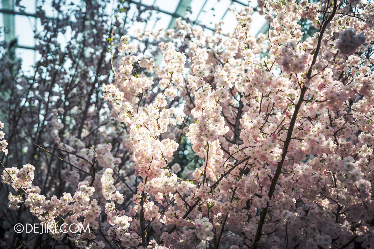 Gardens by the Bay Sakura Matsuri 2020 Flower Field blossom closeup cloudy pinks