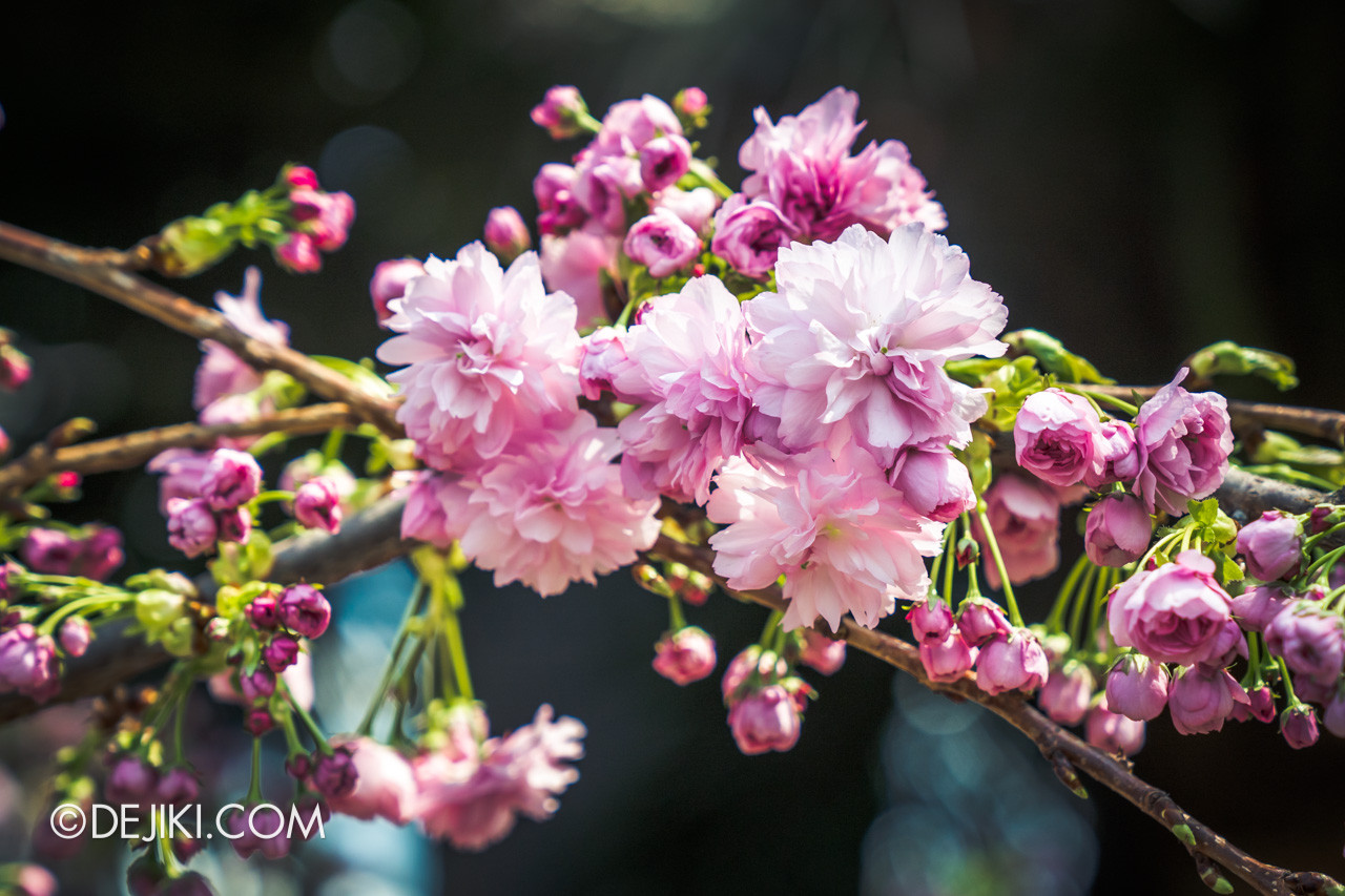 Gardens by the Bay Sakura Matsuri 2020 Flower Field blossom closeup deep pink