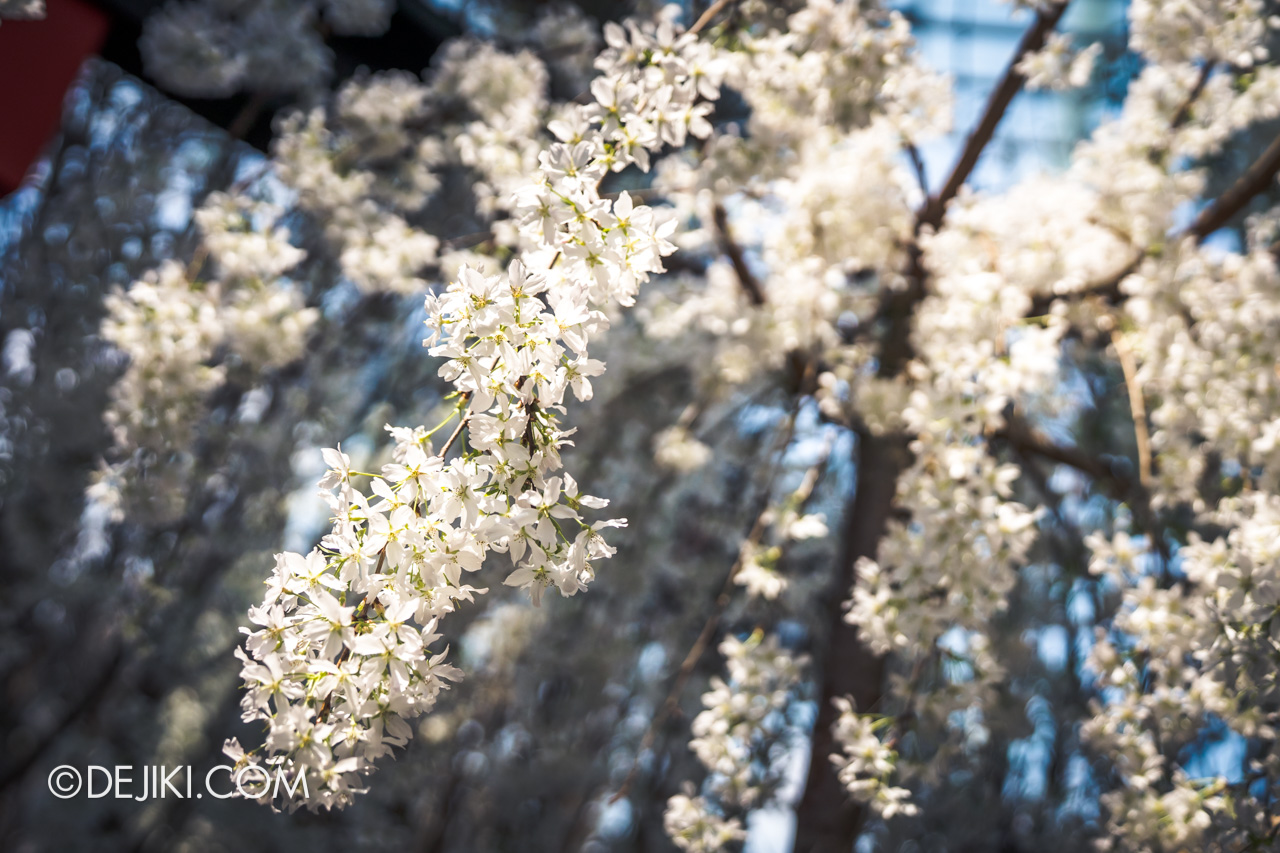 Gardens by the Bay Sakura Matsuri 2020 Flower Field blossom closeup flowing whites