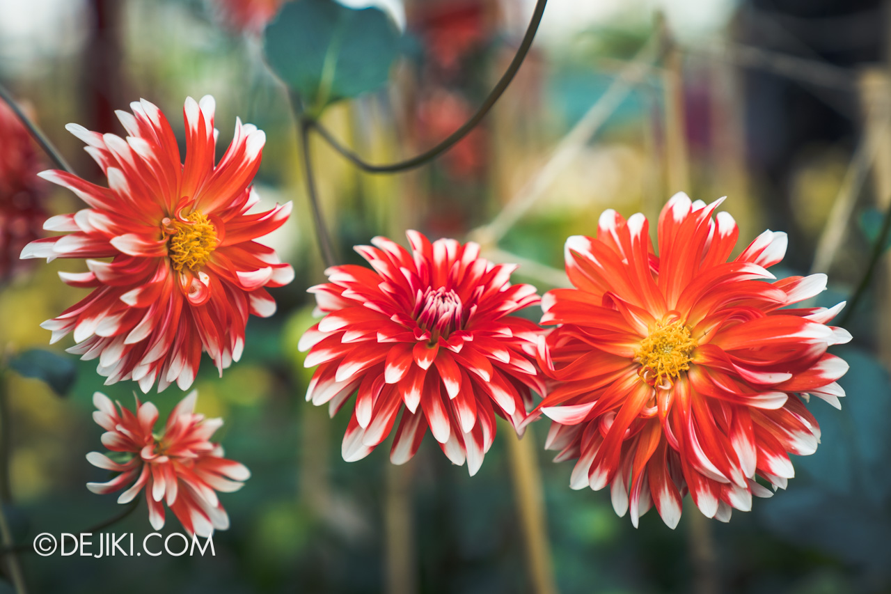 Gardens by the Bay 2021 Dahlia Dreams 4 Flower Field closeup orange white tips