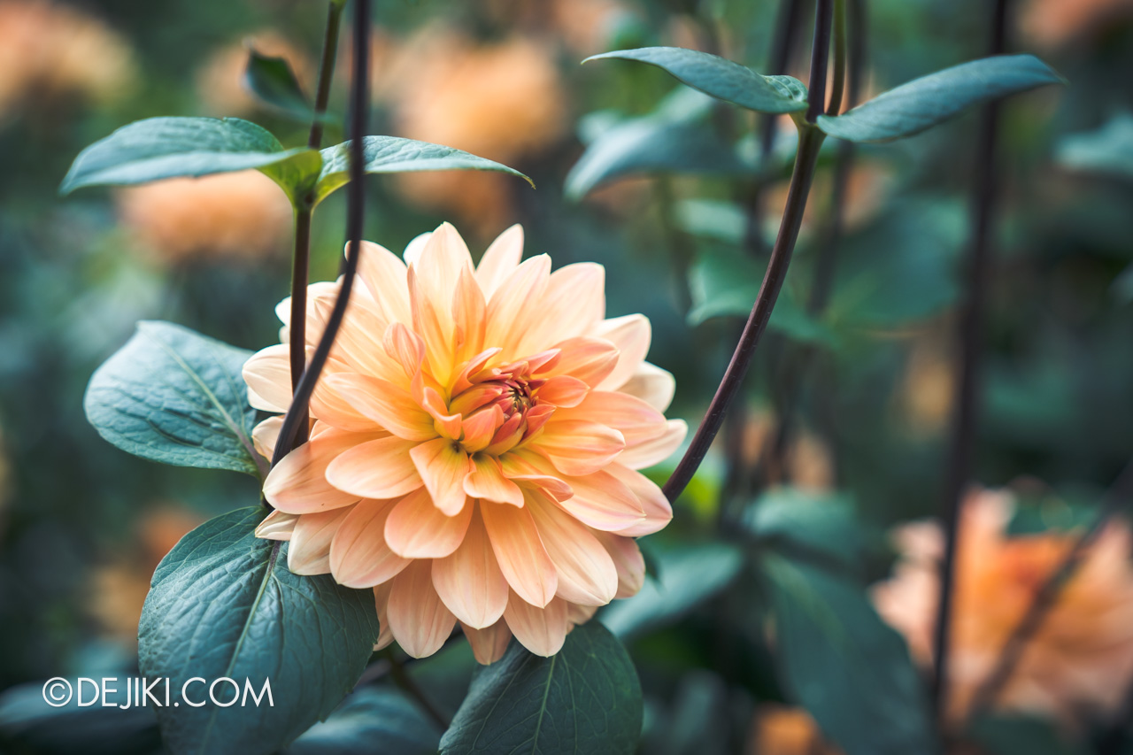 Gardens by the Bay 2021 Dahlia Dreams 4 Flower Field closeup peach decorative