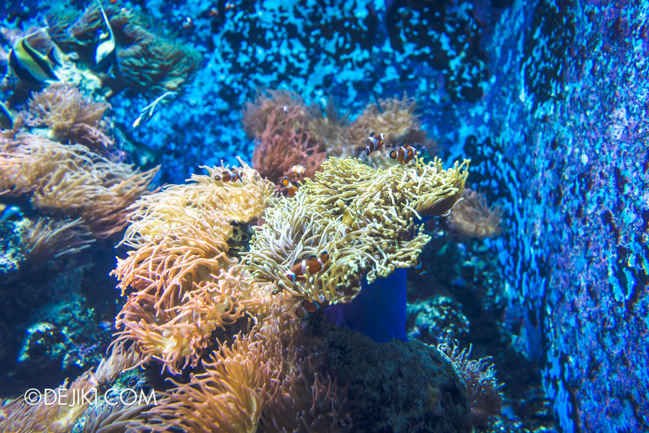SEA Aquarium 2021 1 School of Fish Anemone Clownfish
