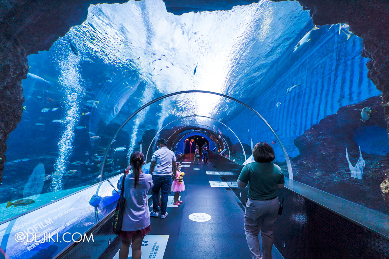SEA Aquarium 2021 1 Shipwreck Tunnel