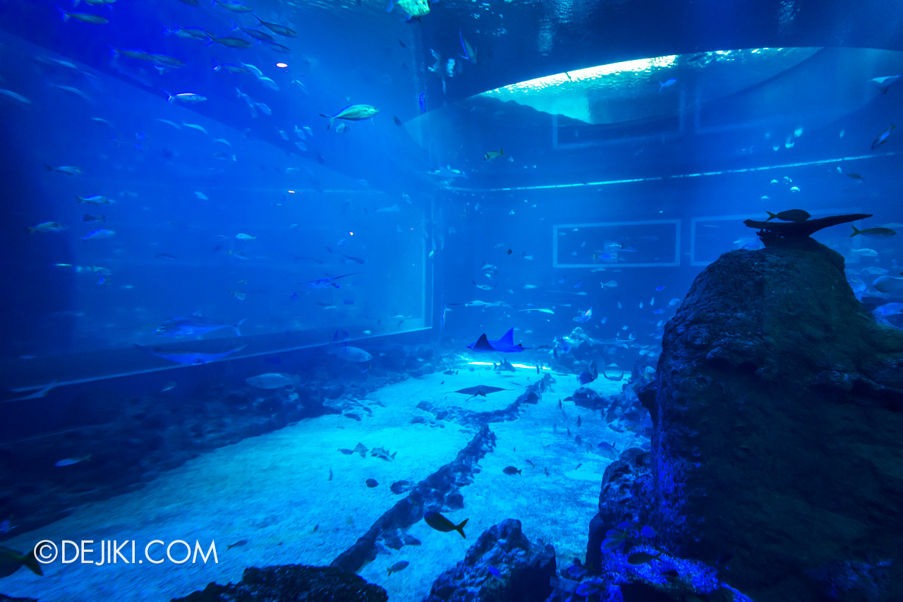 SEA Aquarium 2021 4 Open Ocean Dome View