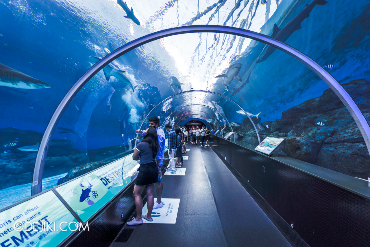 SEA Aquarium 2021 7 Apex Predator Shark Tunnel