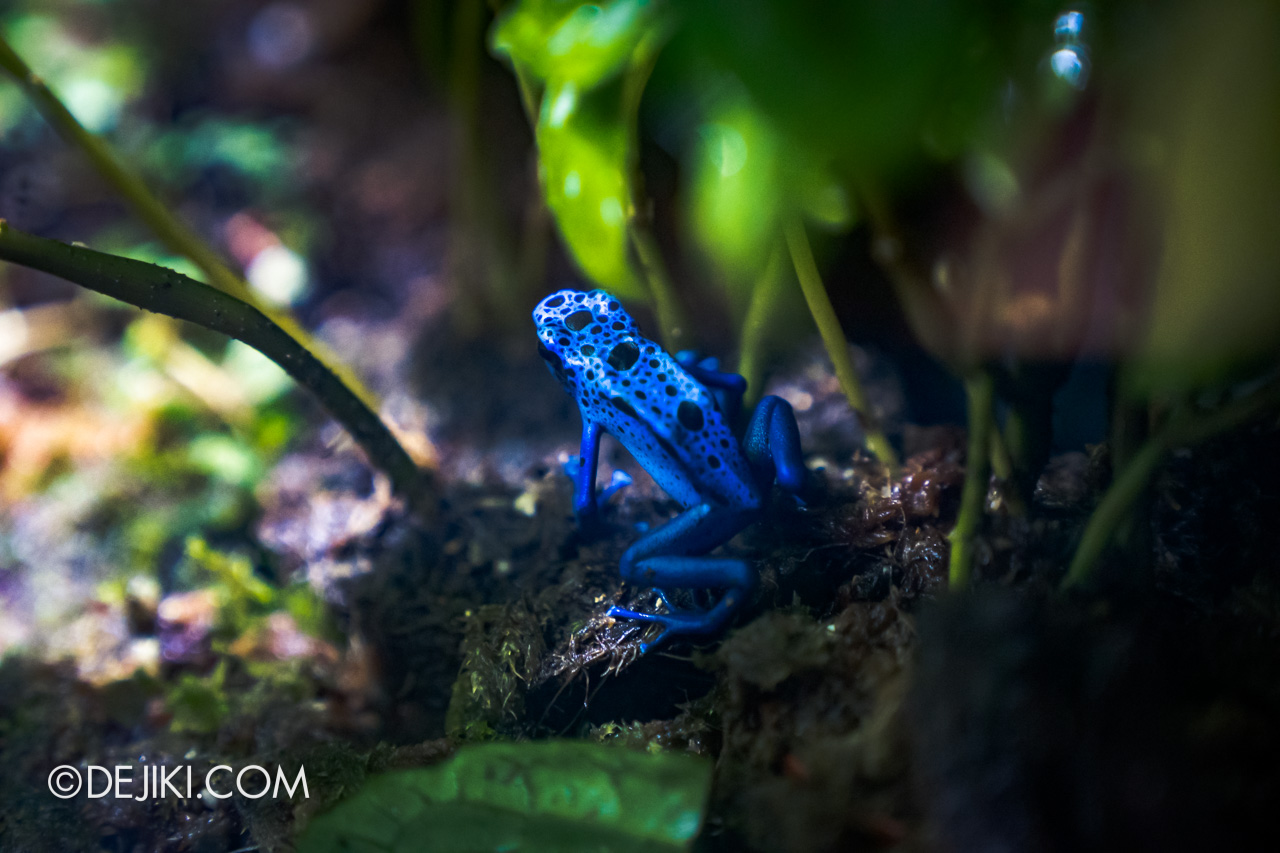 SEA Aquarium 2021 8 Aquatic Ecosystems Poison Arrow Frog closeup