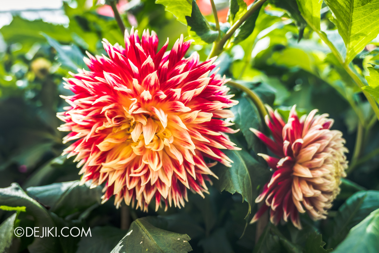 Gardens by the Bay 2022 Dahlia Dreams 7 Dahlia closeups 3 orange red