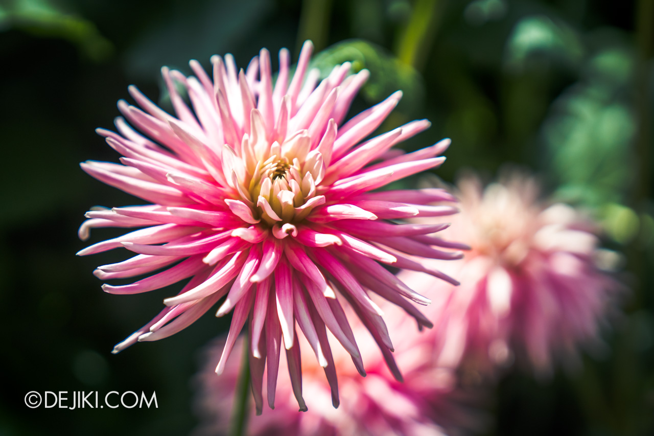 Gardens by the Bay 2022 Dahlia Dreams 7 Dahlia closeups 4 pink thin petals