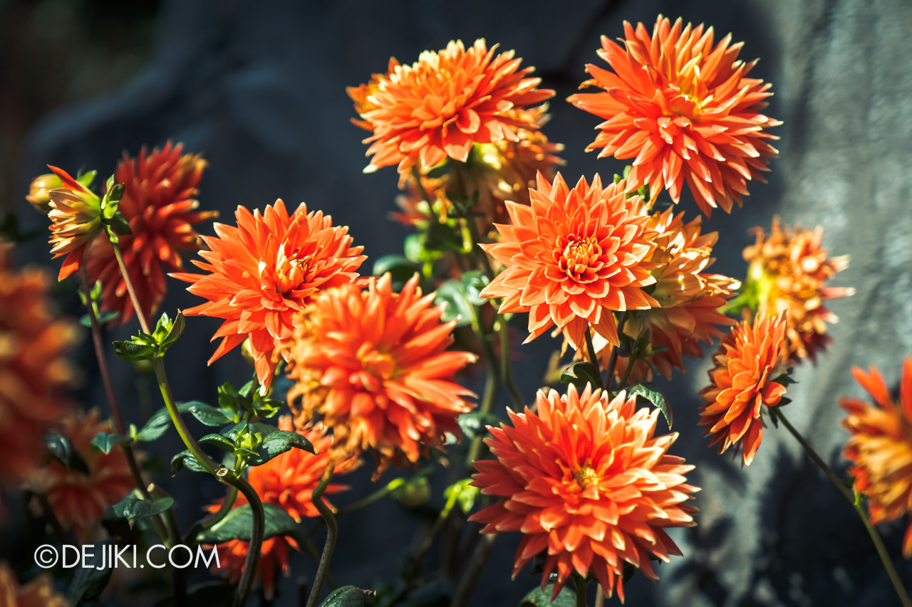 Gardens by the Bay 2022 Dahlia Dreams 7 Dahlia closeups 7 bright orange