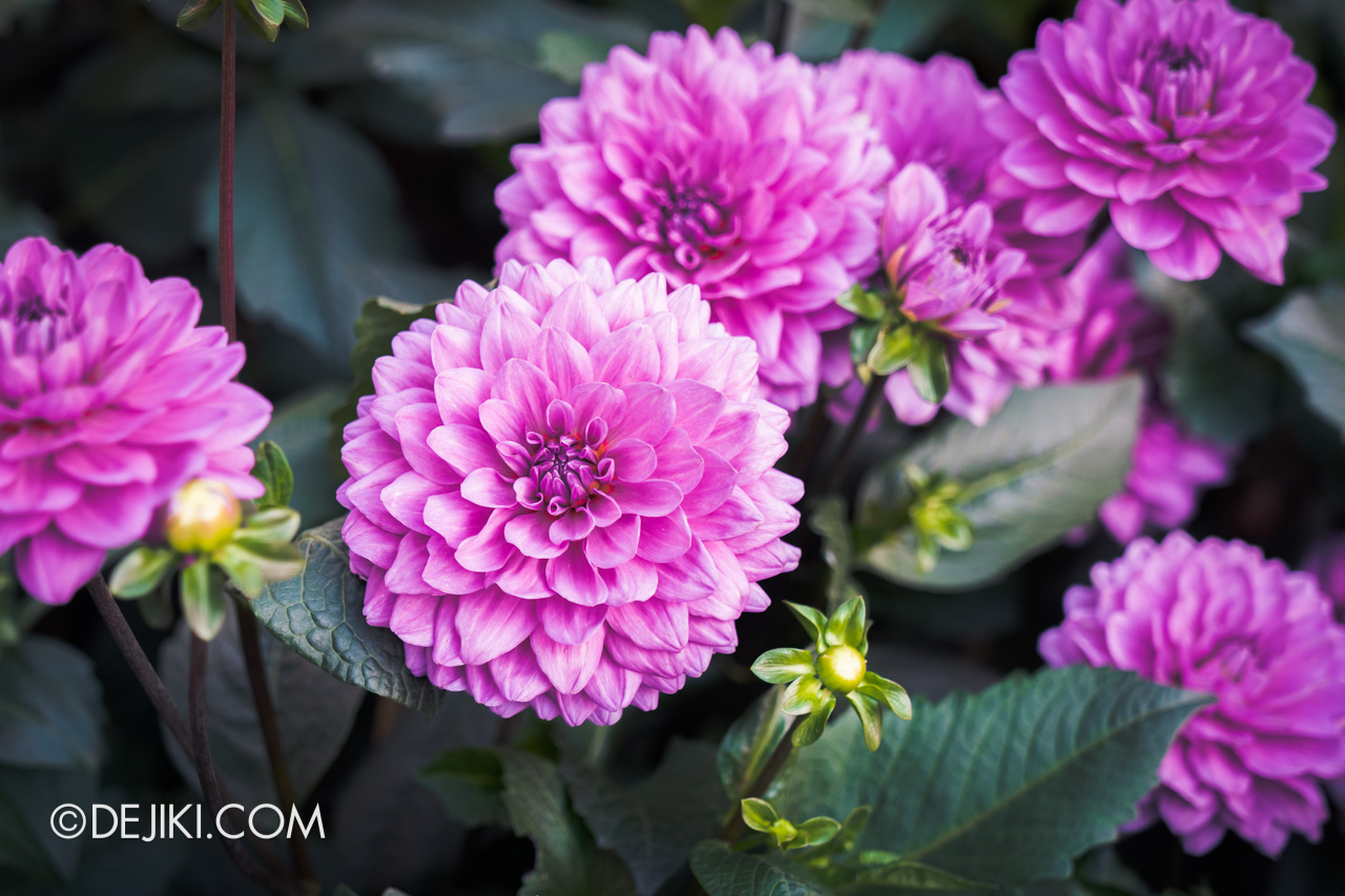 Gardens by the Bay 2022 Dahlia Dreams 7 Dahlia closeups 9 bright purple