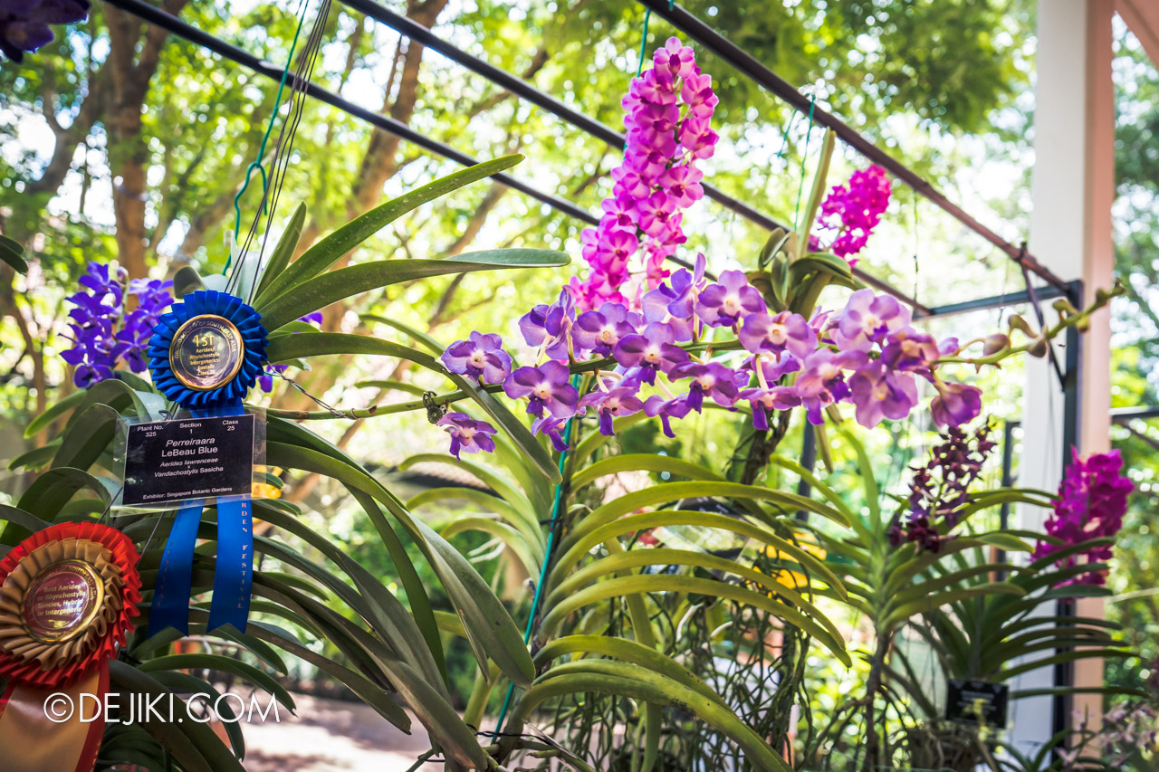 Singapore Garden Festival 2022 at Singapore Botanic Gardens National Orchid Garden Orchid Competition display at Burkill Hall 3