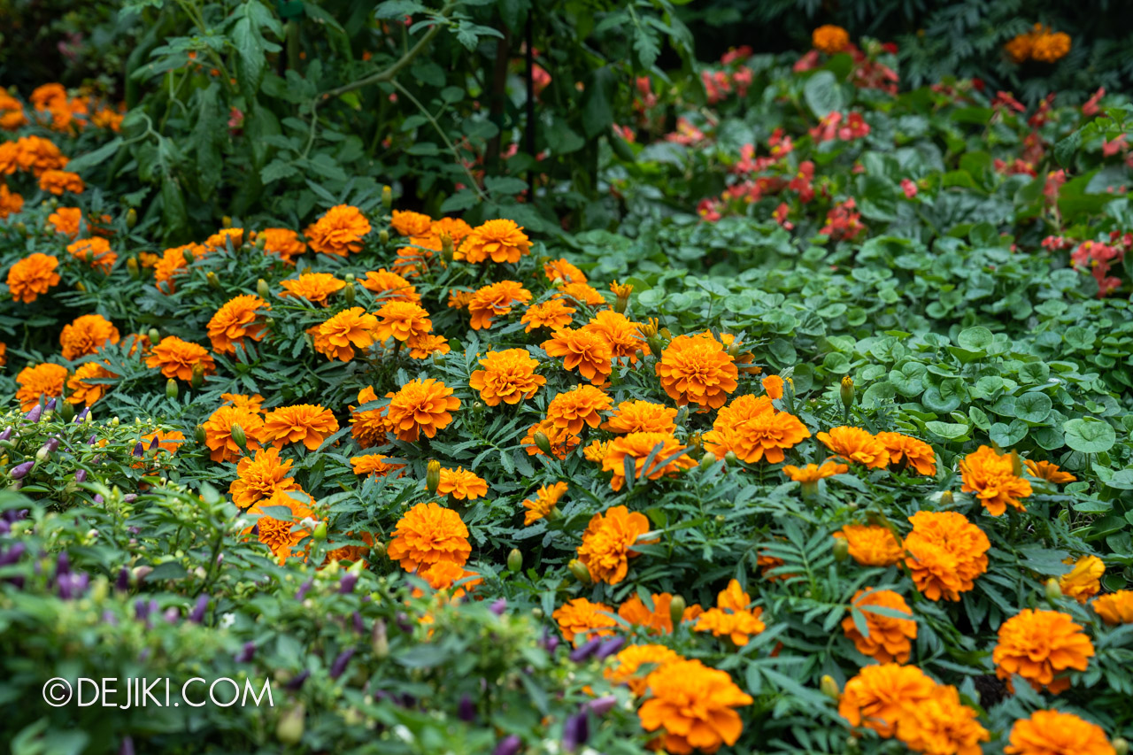 Gardens by the Bay Flower Dome Hanging Gardens Mexican Roots 5 pyramid area marigold field