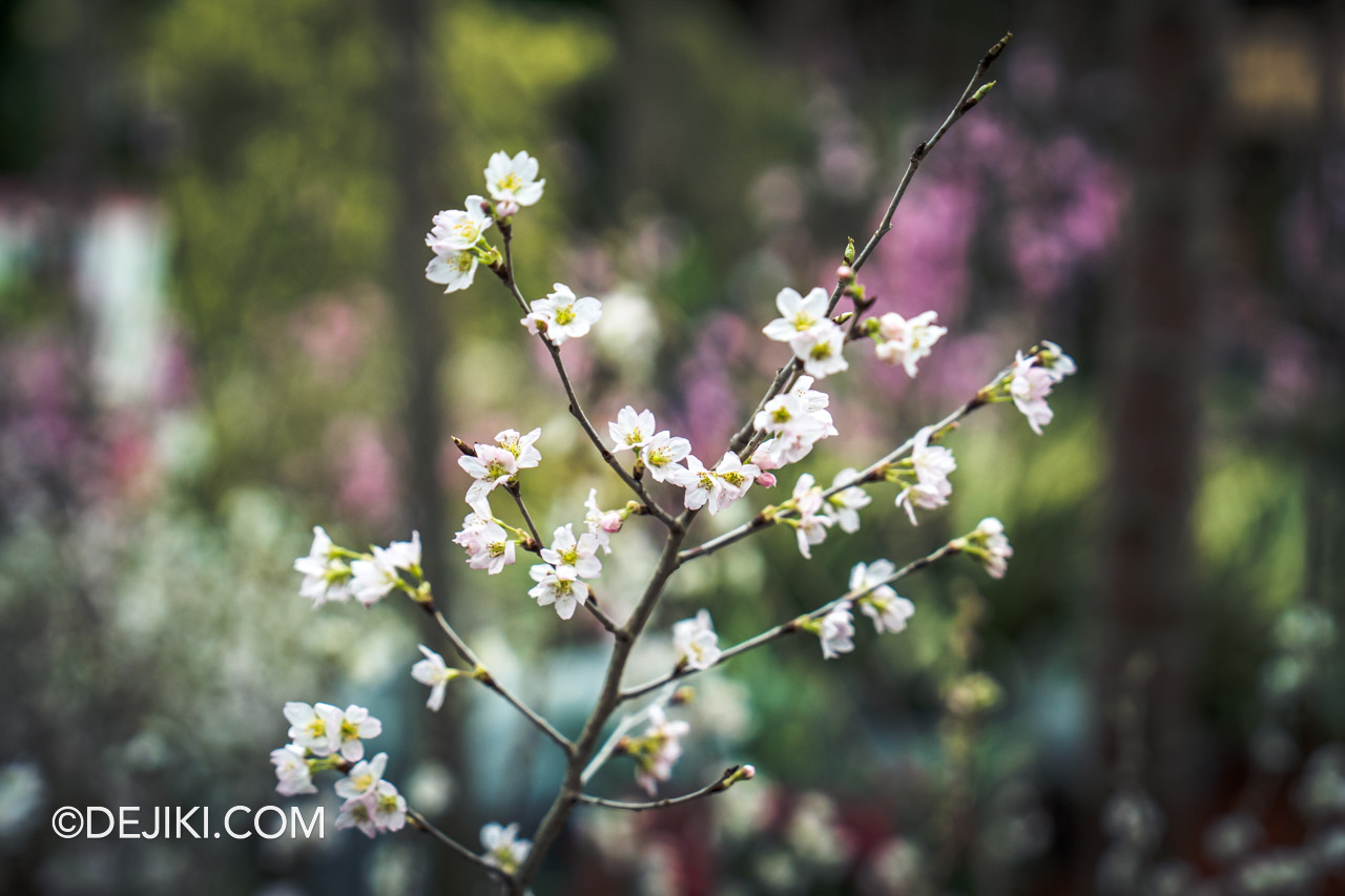 Gardens by the Bay Sakura 2023 Flower Dome 6 Flower Field blossom closeup 2