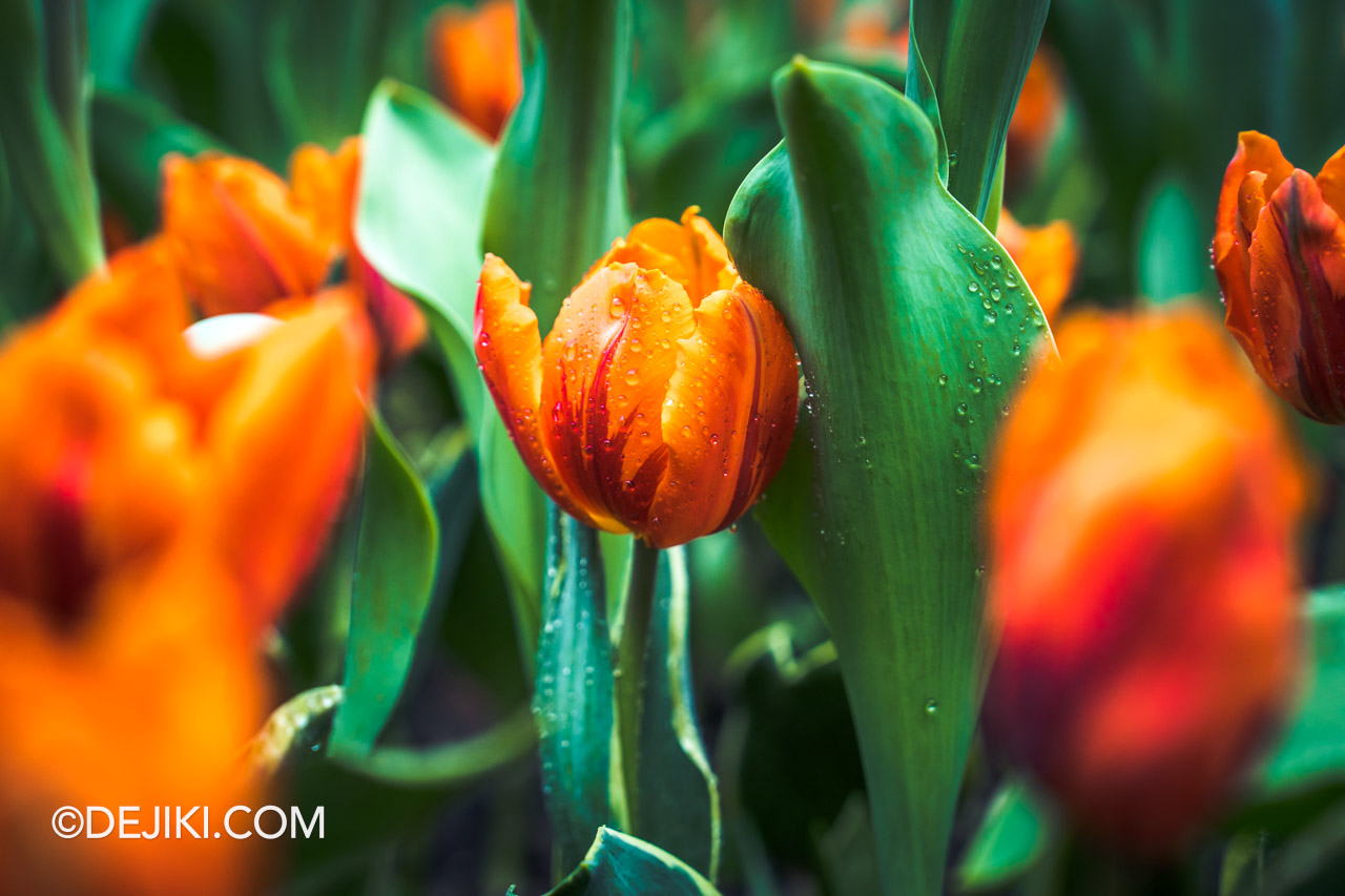 Gardens by the Bay Tulipmania 2023 Flower Dome 7 Tulip closeups orange Tulipa Hermitage