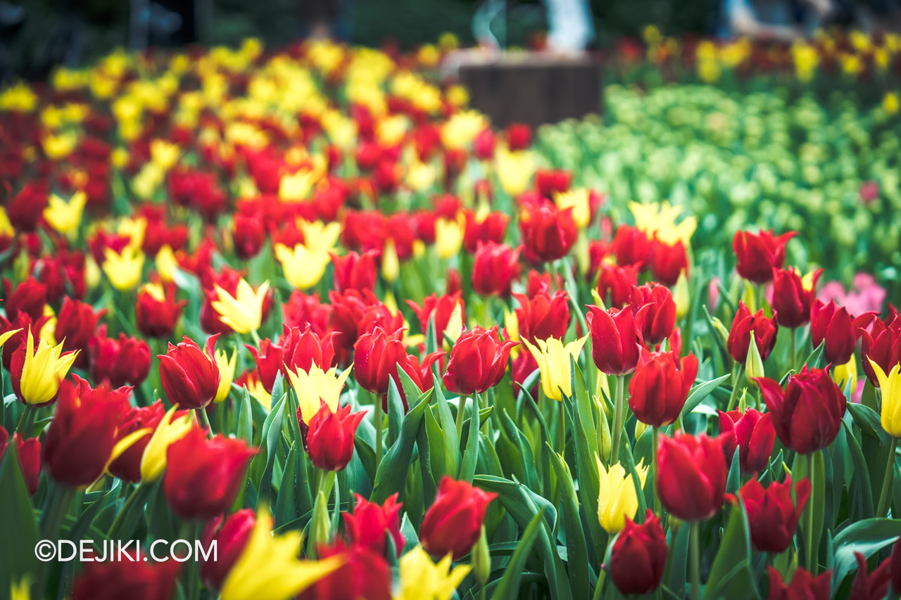 Gardens by the Bay Tulipmania 2023 Flower Dome 7 Tulip closeups red and yellow