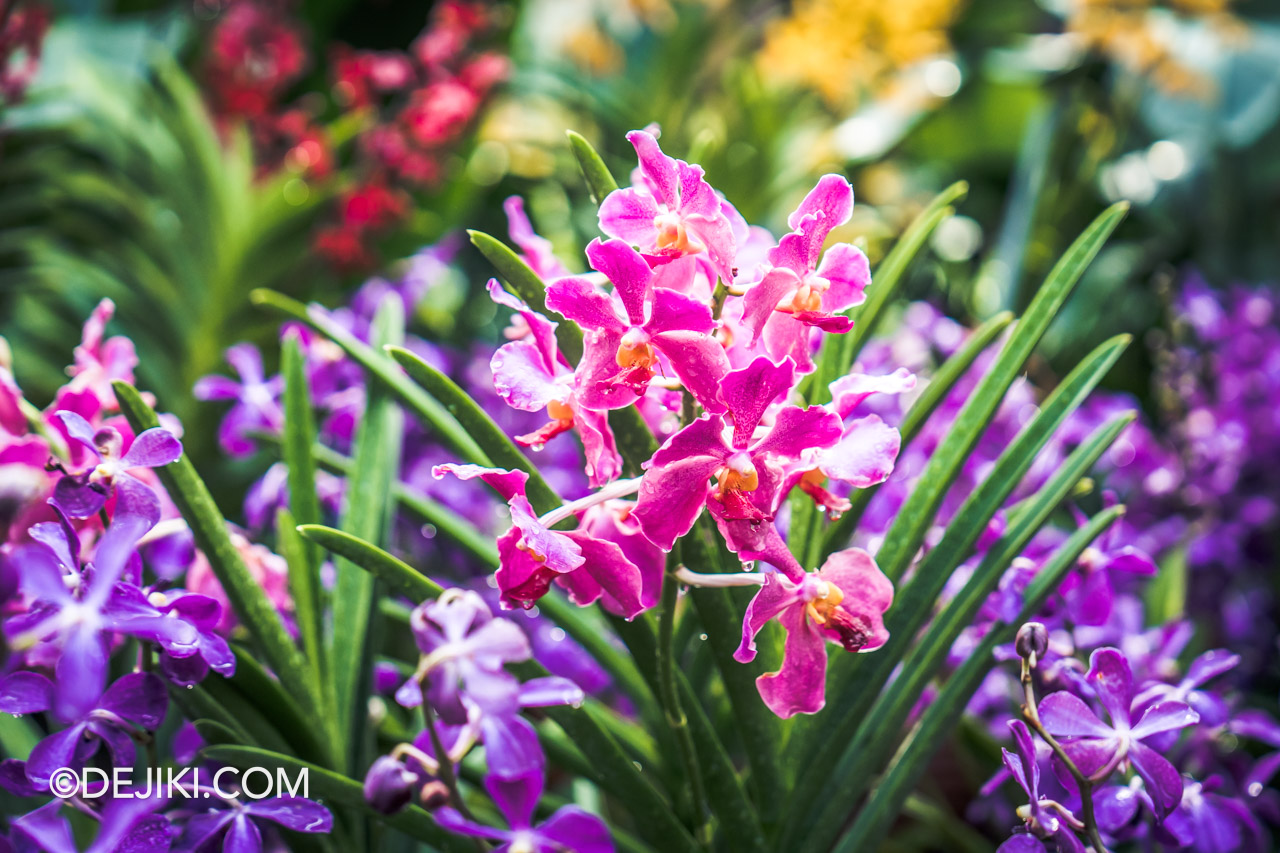 Gardens by the Bay Orchid Extravaganza 2023 Flower Dome 3 Orchid aranda vibrant pink purple closeup