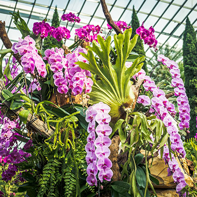 Gardens by the Bay Orchid Extravaganza 2023 floral display sq1