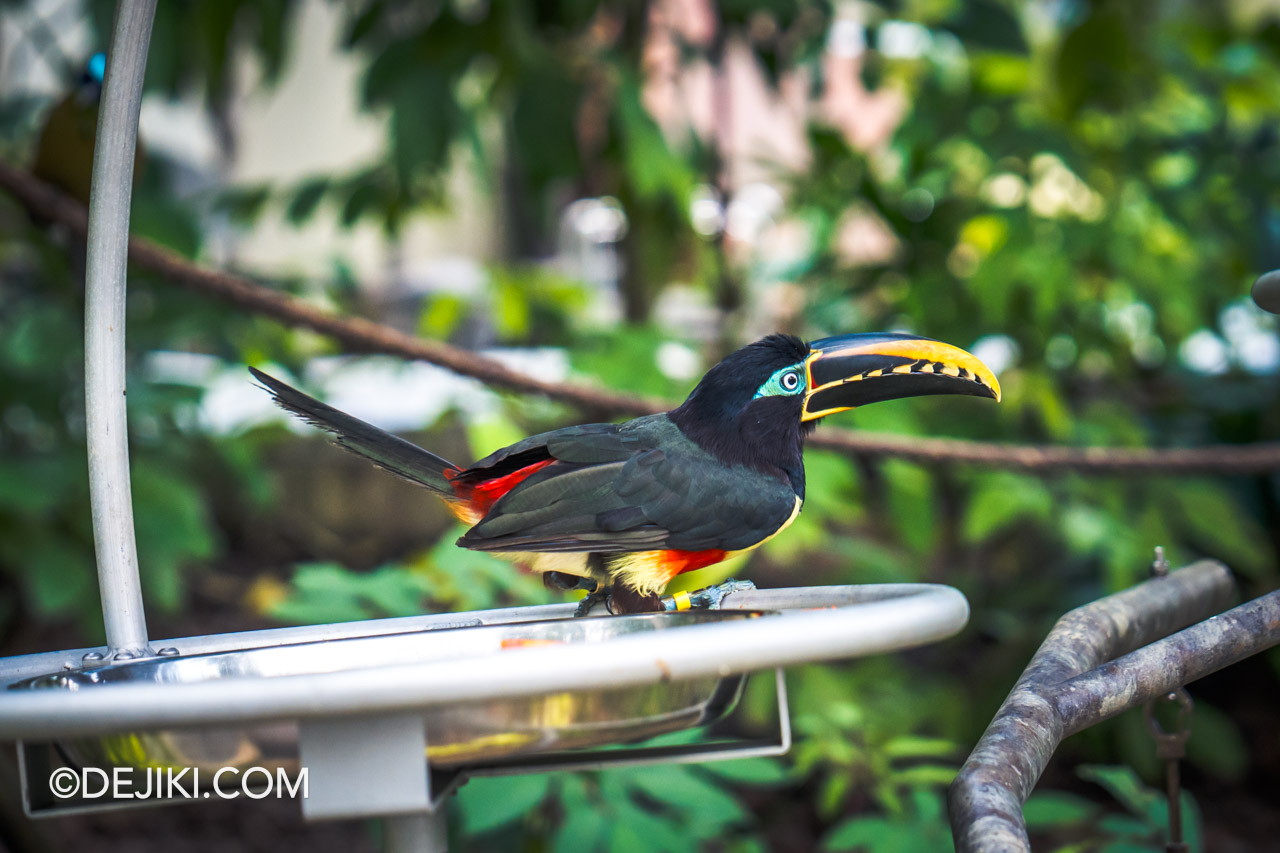 Bird Paradise Singapore Amazonian Jewels collared aracari