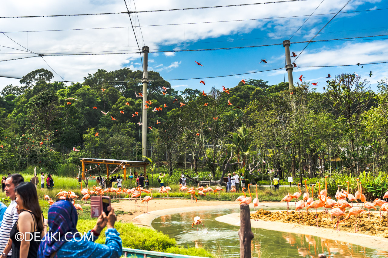 Bird Paradise Singapore Crimson Wetlands birds flying in flock