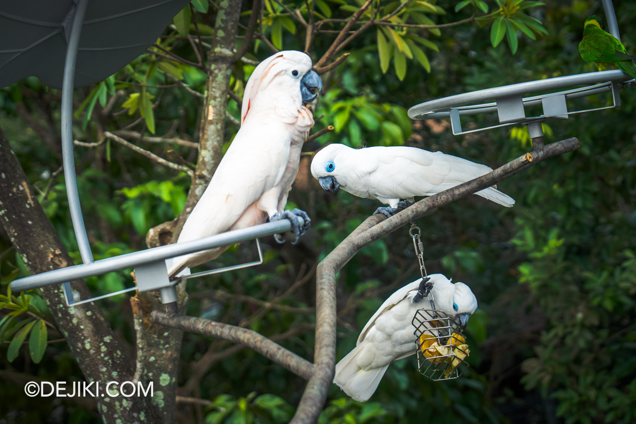 Bird Paradise Singapore Lory Loft trio of cockatoo on feeding station