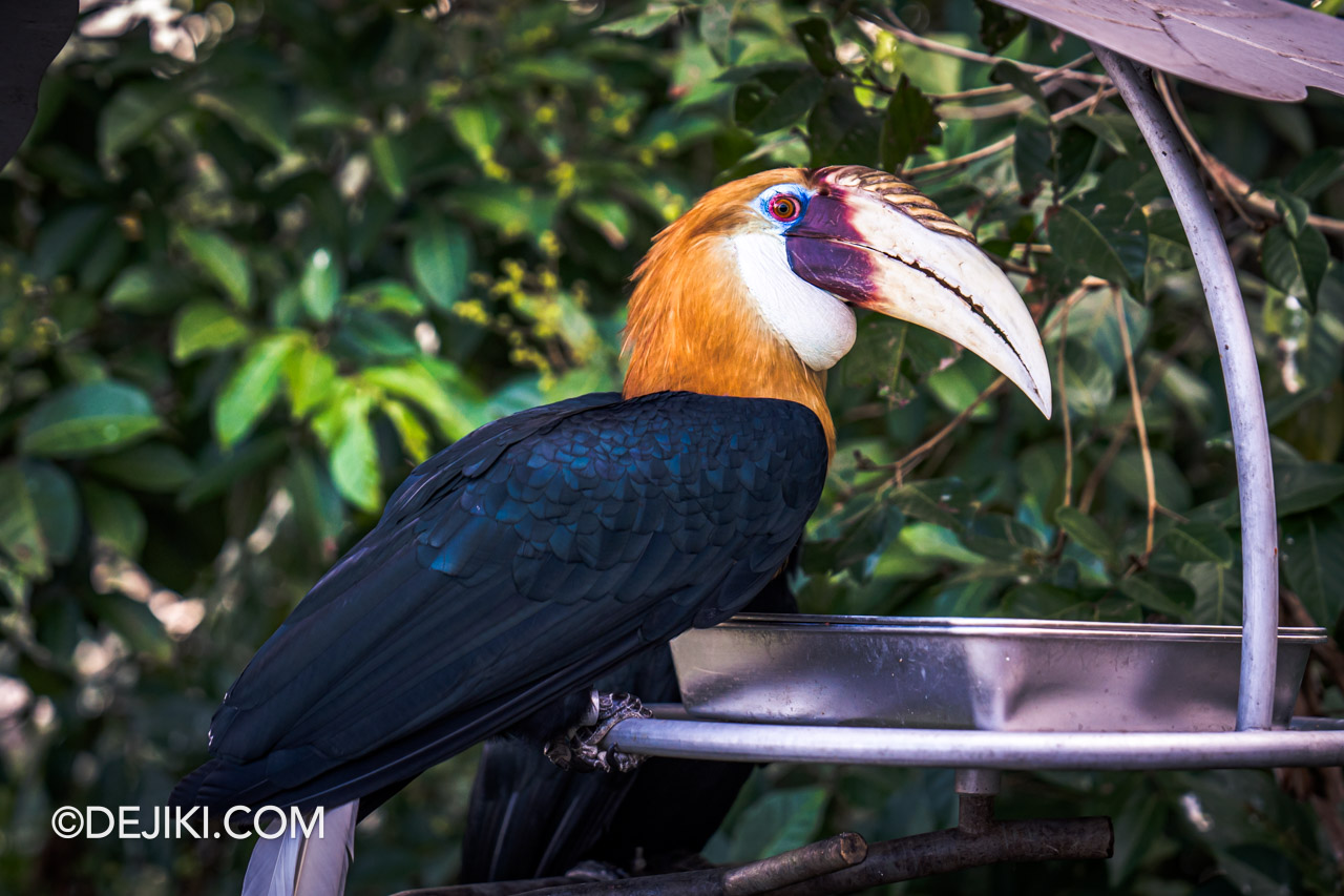 Bird Paradise Singapore - Photo Review and Guide | Dejiki.com