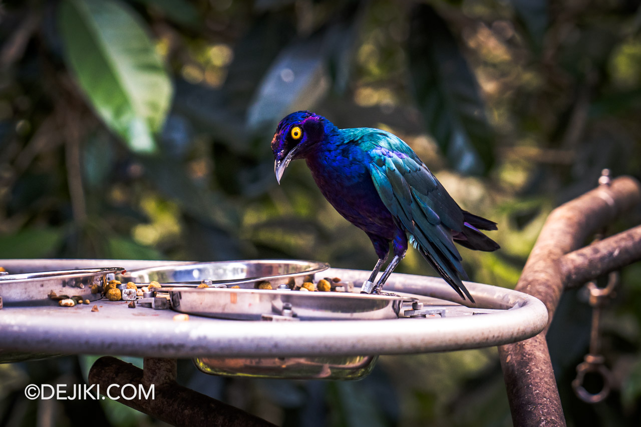 Bird Paradise Singapore Nyungwe Forest Heart Of Africa purple starling