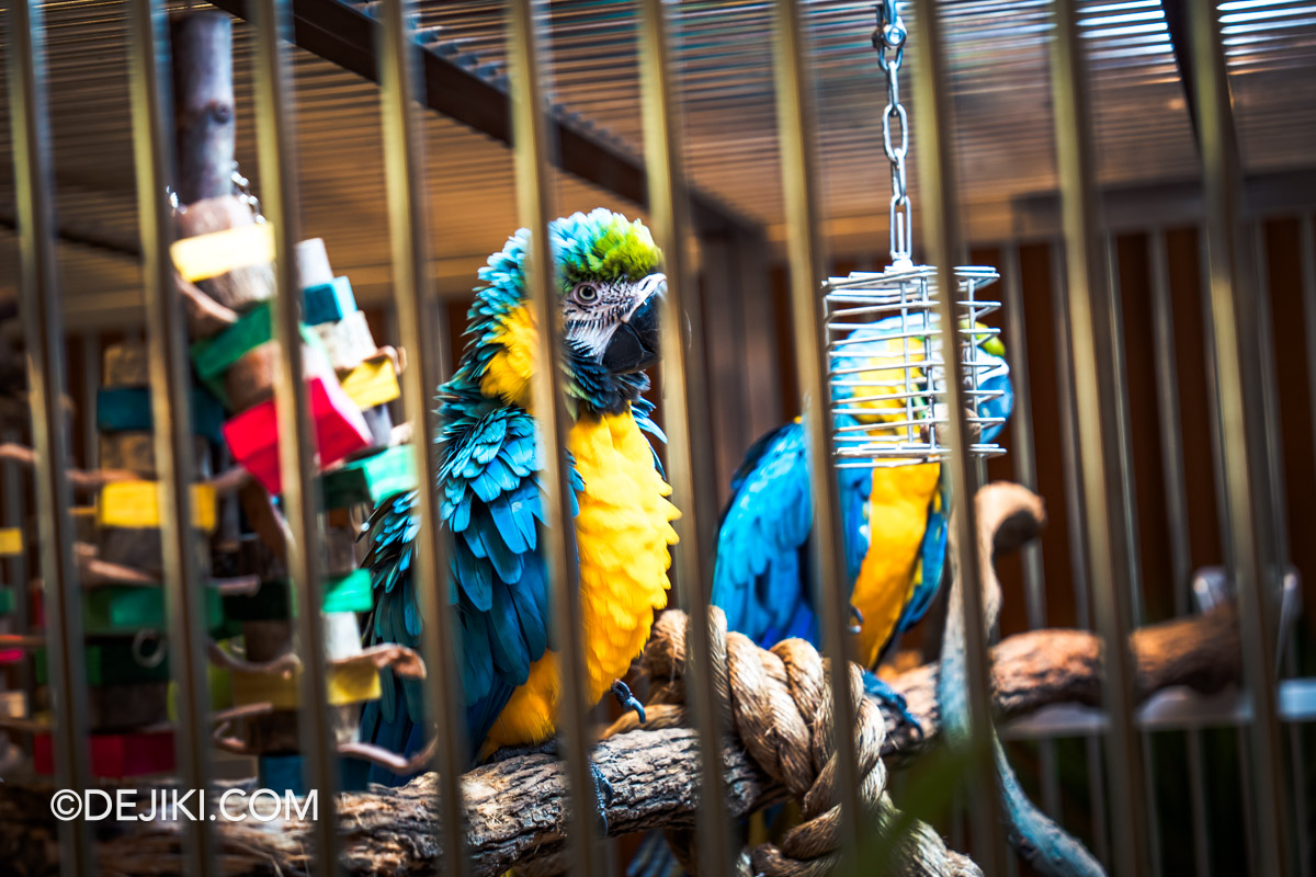National Gallery Singapore Tropical Exhibition Helio Oiticica Tropicalia installation view 4 live macaws