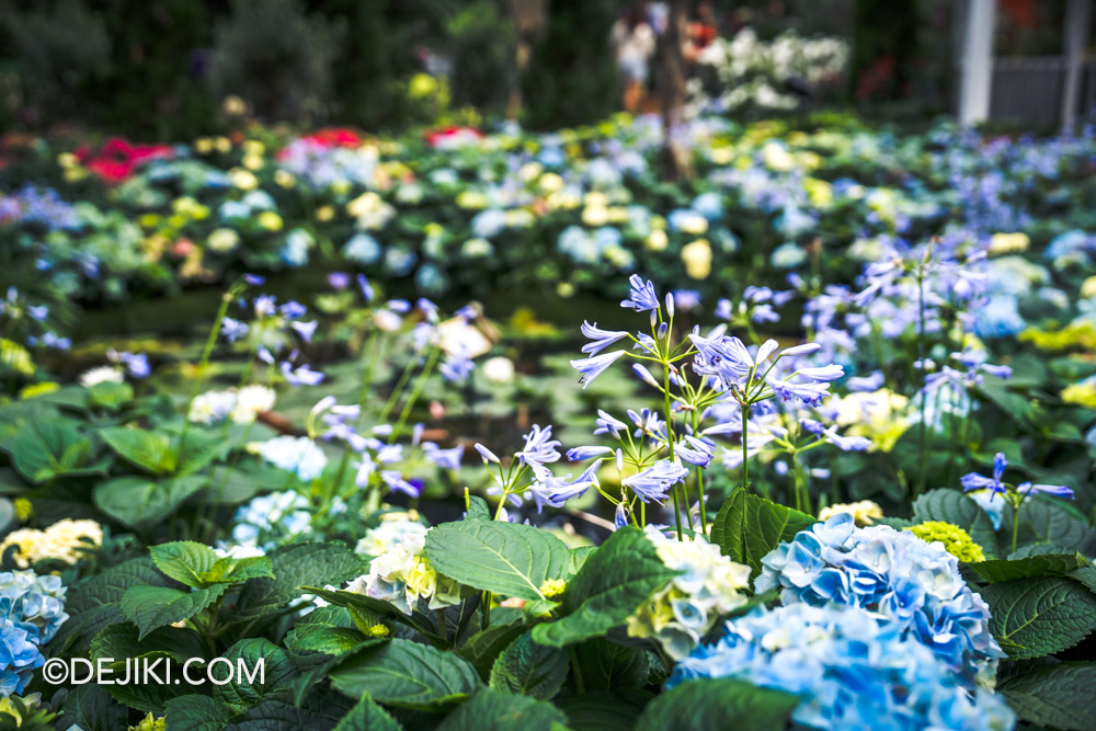 Gardens by the Bay Impressions of Monet The Garden floral display Flower Field Main Water Garden Closeup