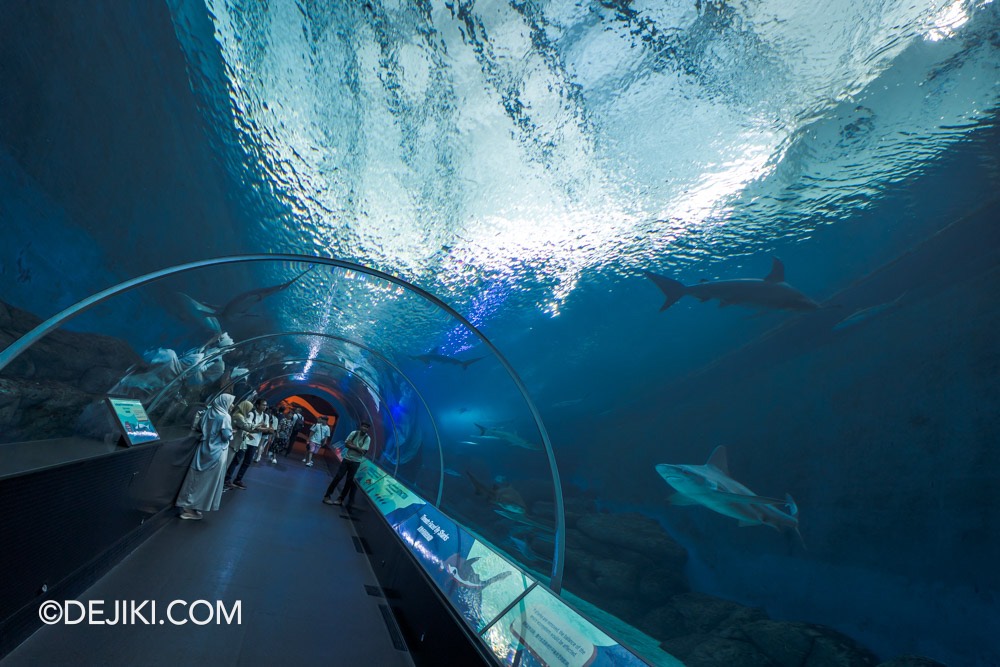 SEA Aquarium at Resorts World Sentosa 2024 13 Apex Predator Shark tank tube