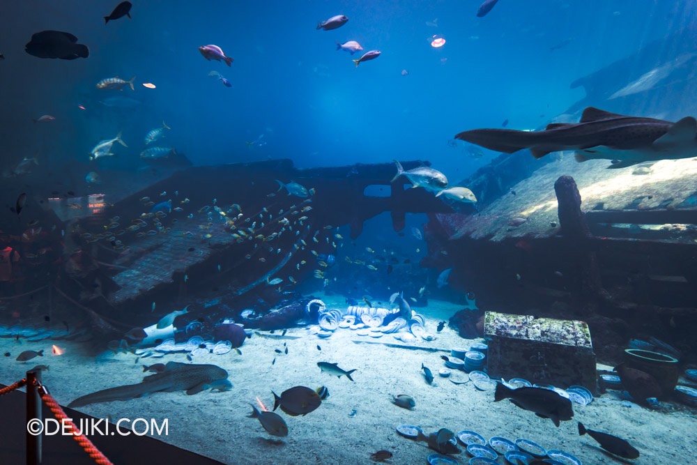 SEA Aquarium at Resorts World Sentosa 2024 14 Shipwrecked main window