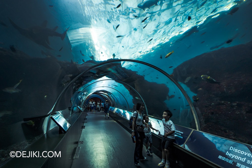 SEA Aquarium at Resorts World Sentosa 2024 2 Shipwrecked Habitat Tube