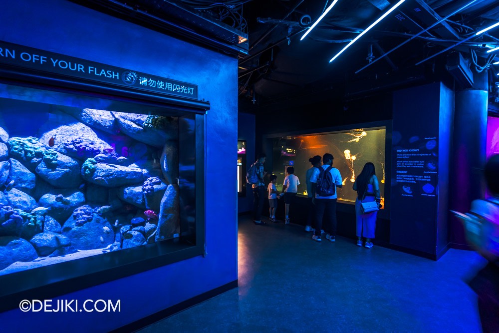 SEA Aquarium at Resorts World Sentosa 2024 7 Ocean Diversity Sea Jellies